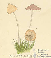 Botanical drawing of genus Naucoria and species semiorbicularis