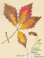 Botanical drawing of genus Quercus and species prinoides