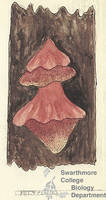 Botanical drawing of genus Polyporus and species sp