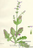 Botanical drawing of genus Salvia and species lyrata