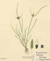 Botanical drawing of genus Cyperus and species flavescens 