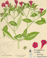 Botanical drawing of genus Mirabilis and species jalapa