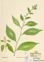 Botanical drawing of genus Solidago and species altissima