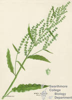 Botanical drawing of genus Rumex and species crispus