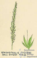 Botanical drawing of genus Sphenopholis and species pallens