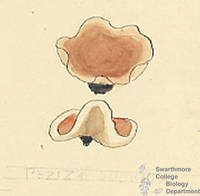 Botanical drawing of genus Peziza and species odoreta
