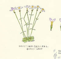 Botanical drawing of genus Houstonia and species coerulea