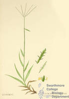 Botanical drawing of genus Cynodon and species dactylon