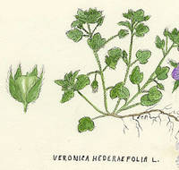 Botanical drawing of genus Veronica and species hederaefolia