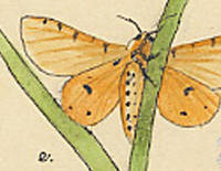 Botanical drawing of genus Esticmene and species acraea
