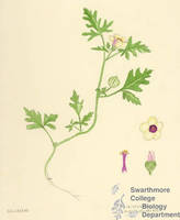Botanical drawing of genus Hibiscus and species trionum