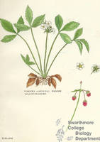 Botanical drawing of genus Fragaria and species virginiana
