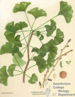 Botanical drawing of genus Ginkgo and species biloba