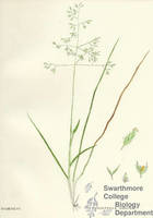 Botanical drawing of genus Poa and species brachyphylla