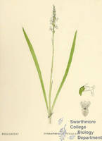 Botanical drawing of genus Spiranthes and species cernua