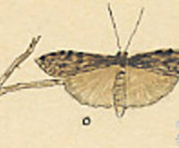 Botanical drawing of genus Noctua and species lubricans