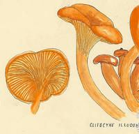 Botanical drawing of genus Clitocybe and species illudens