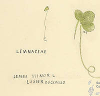Botanical drawing of genus Lemna and species minor