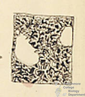 Botanical drawing of genus Gelalbous and species sp