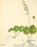 Botanical drawing of genus Pyrola and species americana