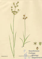 Botanical drawing of genus Juncus and species marginatus