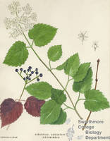 Botanical drawing of genus Viburnum and species dentatum