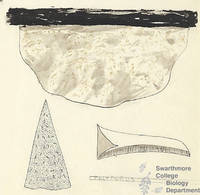 Botanical drawing of genus Polyporus and species sp