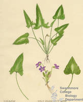 Botanical drawing of genus Viola and species emarginata