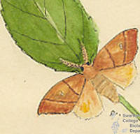 Botanical drawing of genus Nadata and species gibbosa