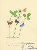 Botanical drawing of genus Chrysophanus and species hypophlaeas