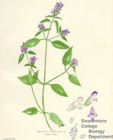 Botanical drawing of genus Prunella and species vulgaris