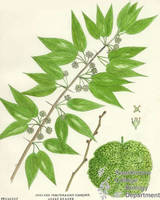 Botanical drawing of genus Maclura and species pomifera