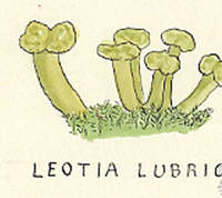 Botanical drawing of genus Leotia and species lubrica