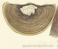 Botanical drawing of genus Daedalea and species quercina