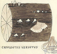 Botanical drawing of genus Crepidotus and species versutus
