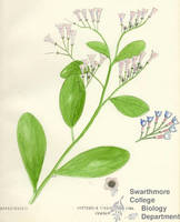 Botanical drawing of genus Mertensia and species virginica