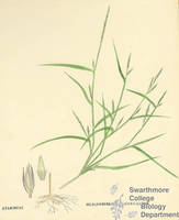 Botanical drawing of genus Muhlenbergia and species mexicana