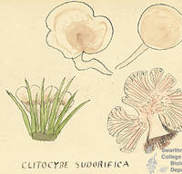 Botanical drawing of genus Clitocybe and species subdorifica