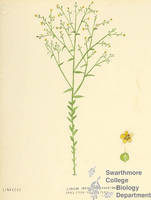 Botanical drawing of genus Linum and species medium