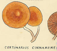 Botanical drawing of genus Cortinarius and species cinnamomeus