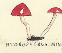 Botanical drawing of genus Hygrophorus and species miniatus