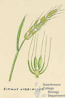 Botanical drawing of genus Elymus and species virginicus