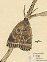 Botanical drawing of genus Schinia and species marginata