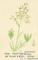 Botanical drawing of genus Poa and species pratensis