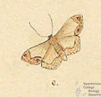 Botanical drawing of genus Hyperitis and species amicaria