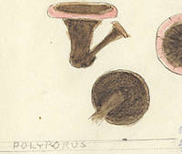 Botanical drawing of genus Polyporus and species sp