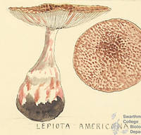 Botanical drawing of genus Lepiota and species americana