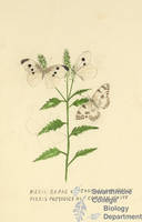 Botanical drawing of genus Pieris and species rapae
