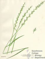 Botanical drawing of genus Lolium and species multiflorum