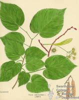 Botanical drawing of genus Tilia and species americana